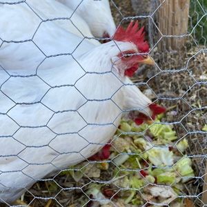 Meet your Posher, Ellen